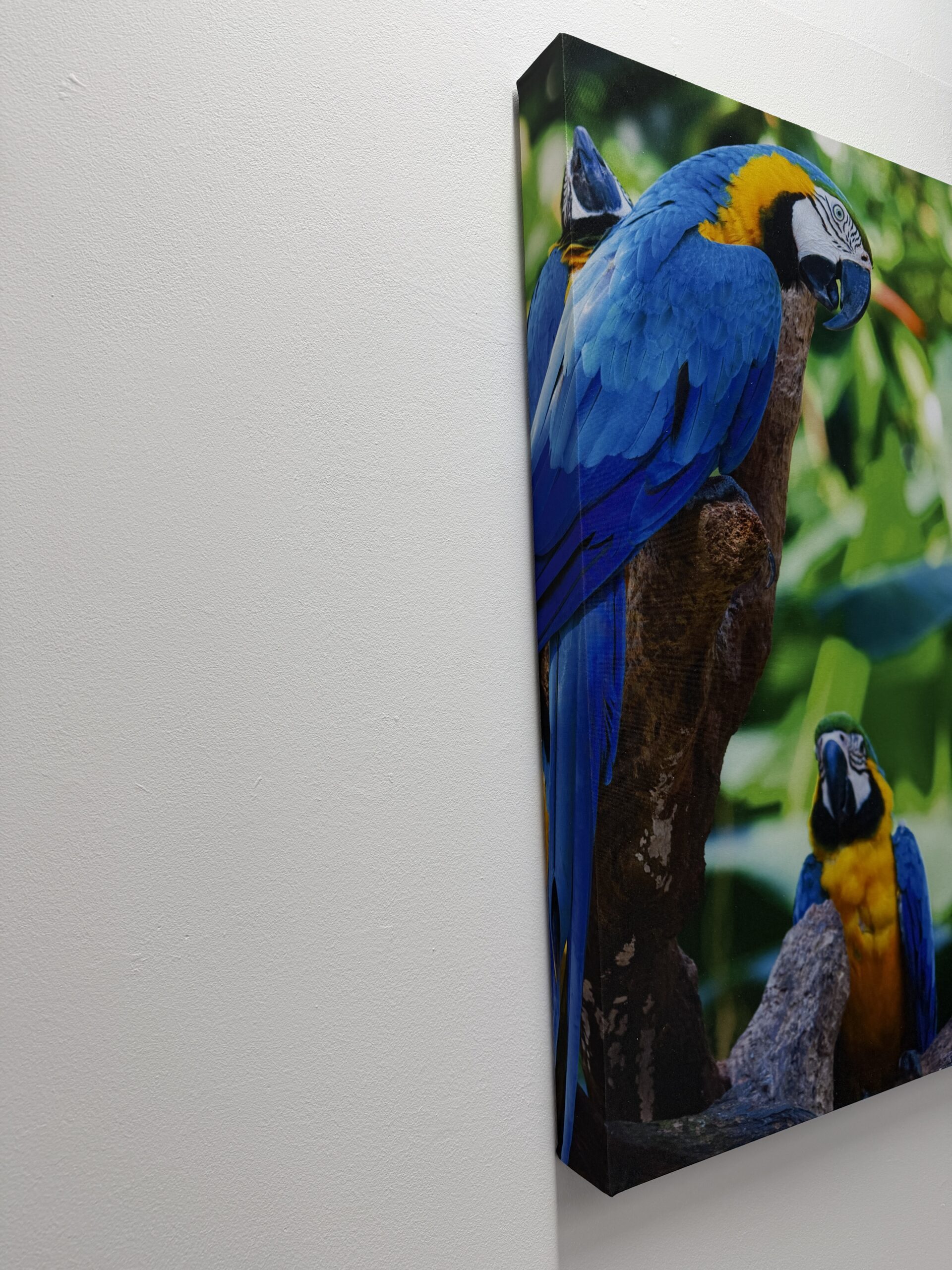 Seitenansicht eines tiefen Akustikabsorbers mit Papageien-Motiv an einer weißen Wand zur Veranschaulichung der Materialstärke.